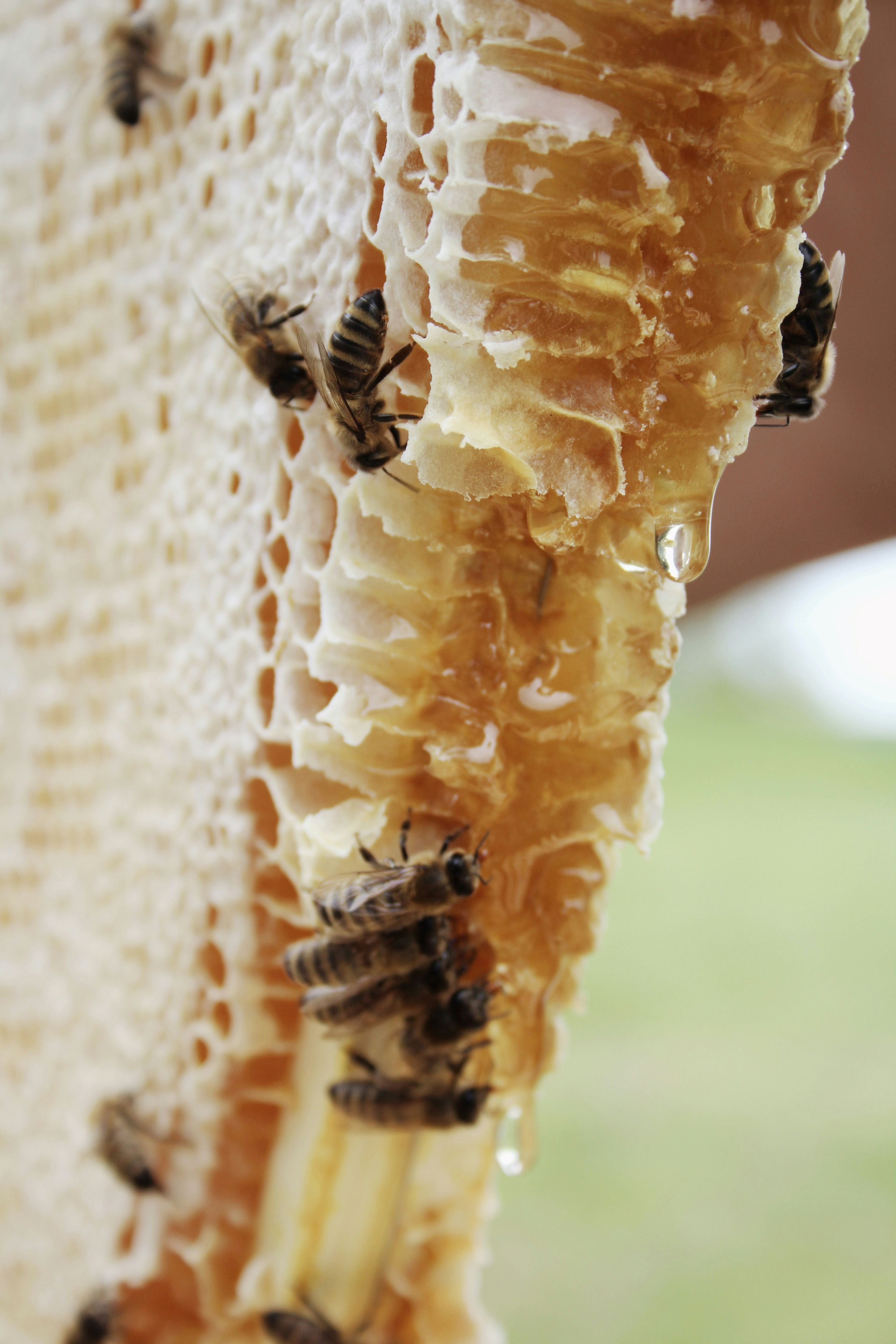 Raw Crystallized Honey - 2 Lb Jar